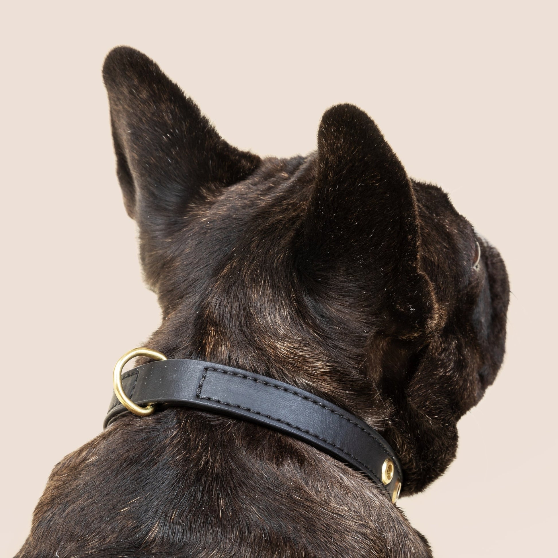 Cactus Leather Collar