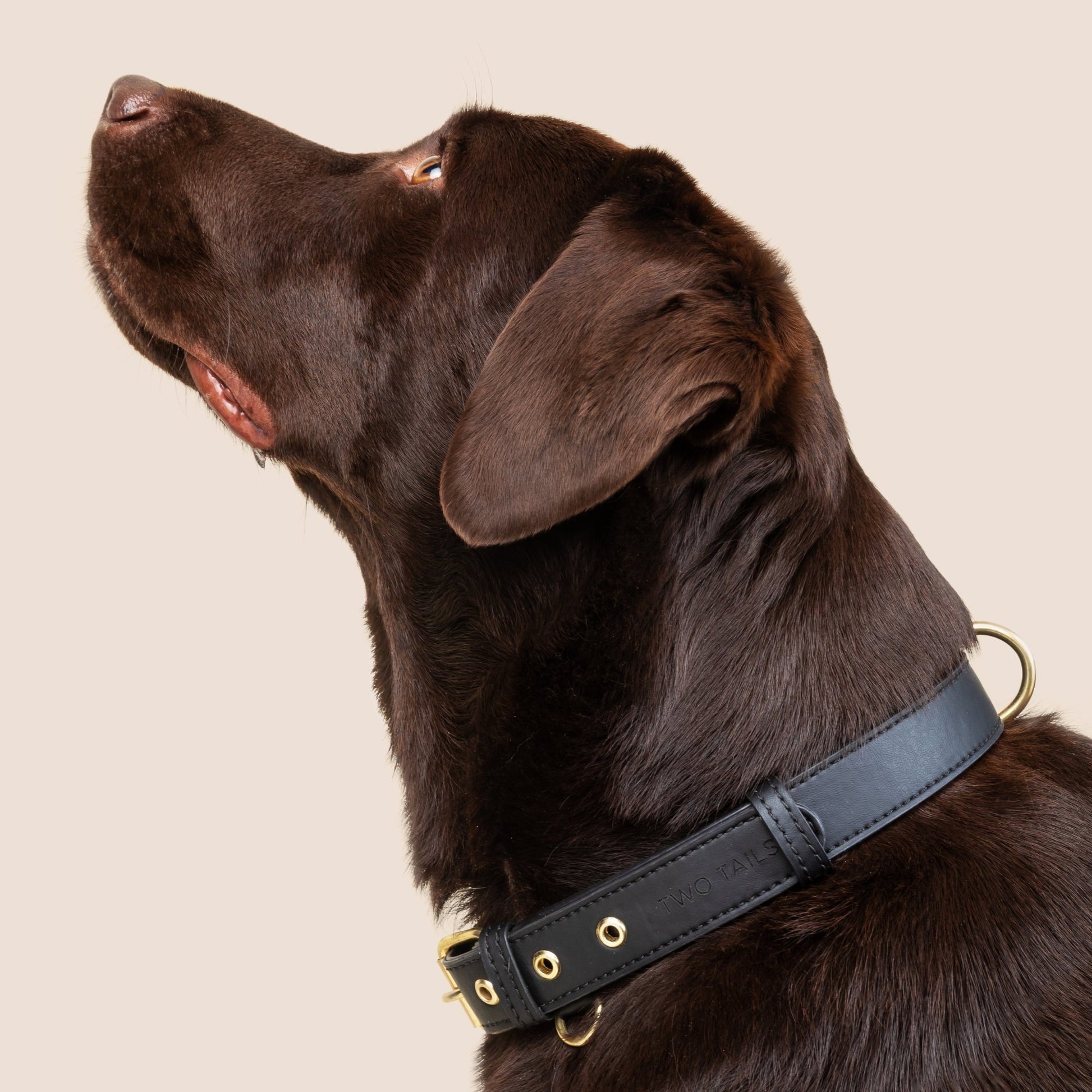 Cactus Leather Collar & ID Tag Bundle