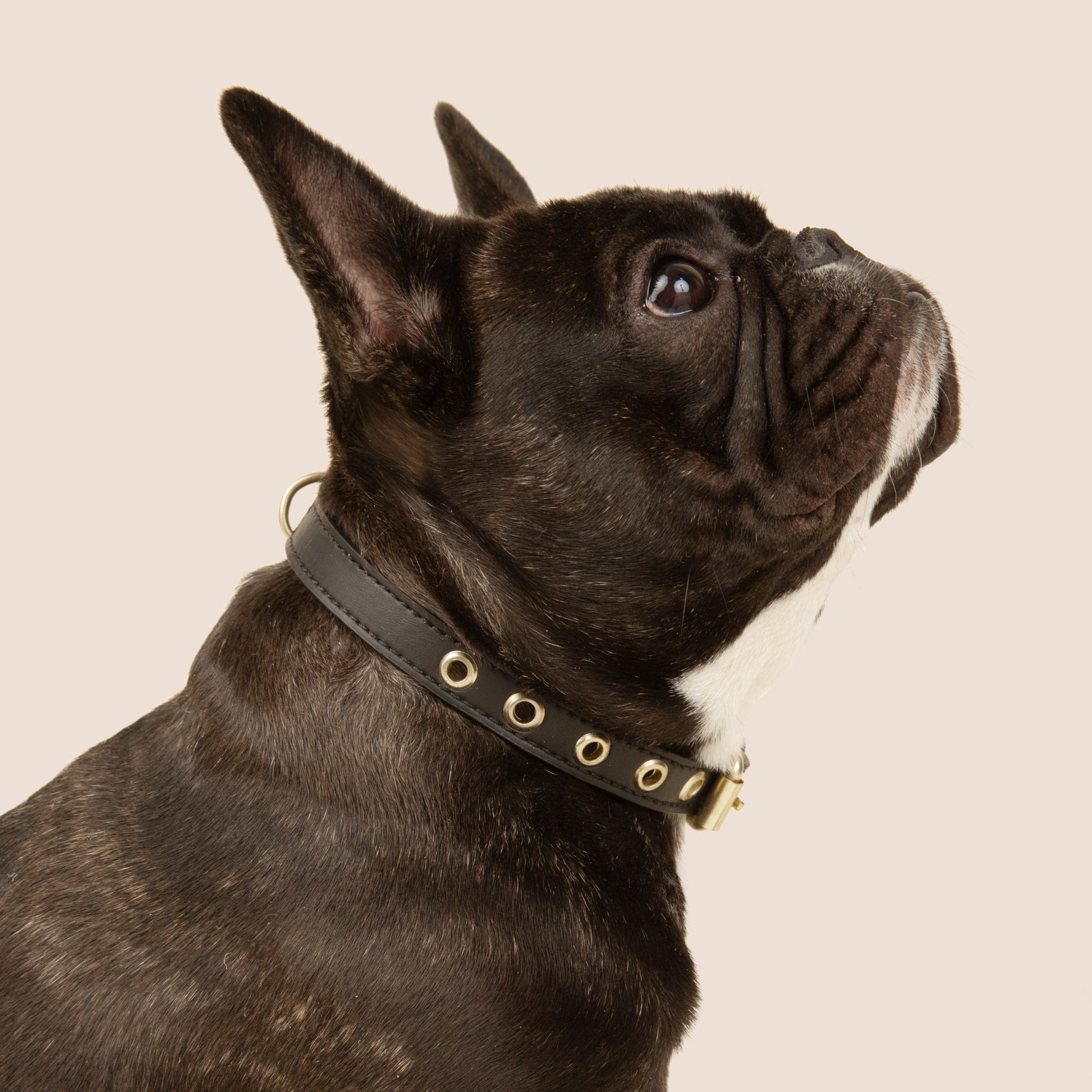 Cactus Leather Collar - Black