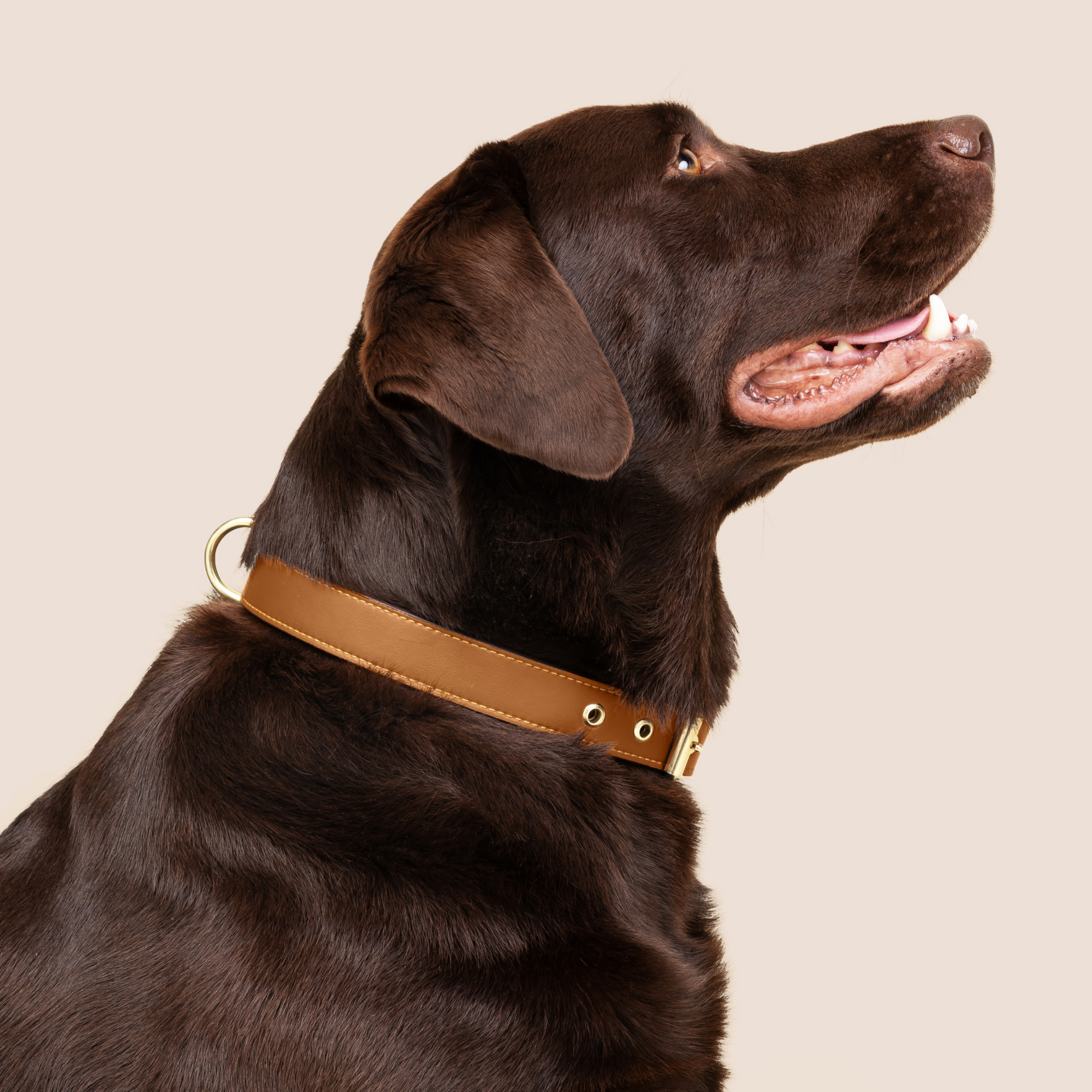 Cactus Leather Collar - Caramel
