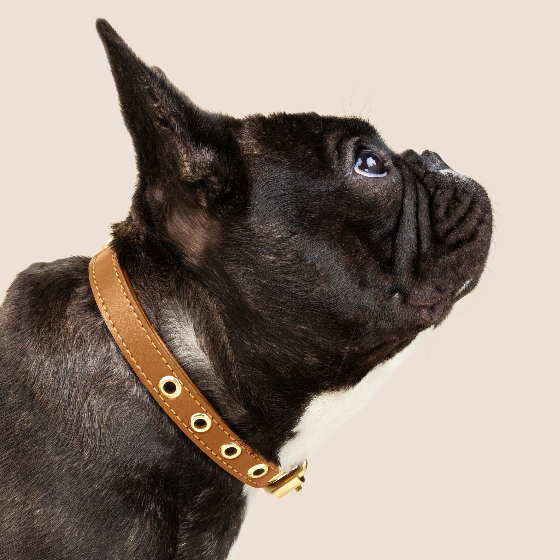 Cactus Leather Collar - Caramel