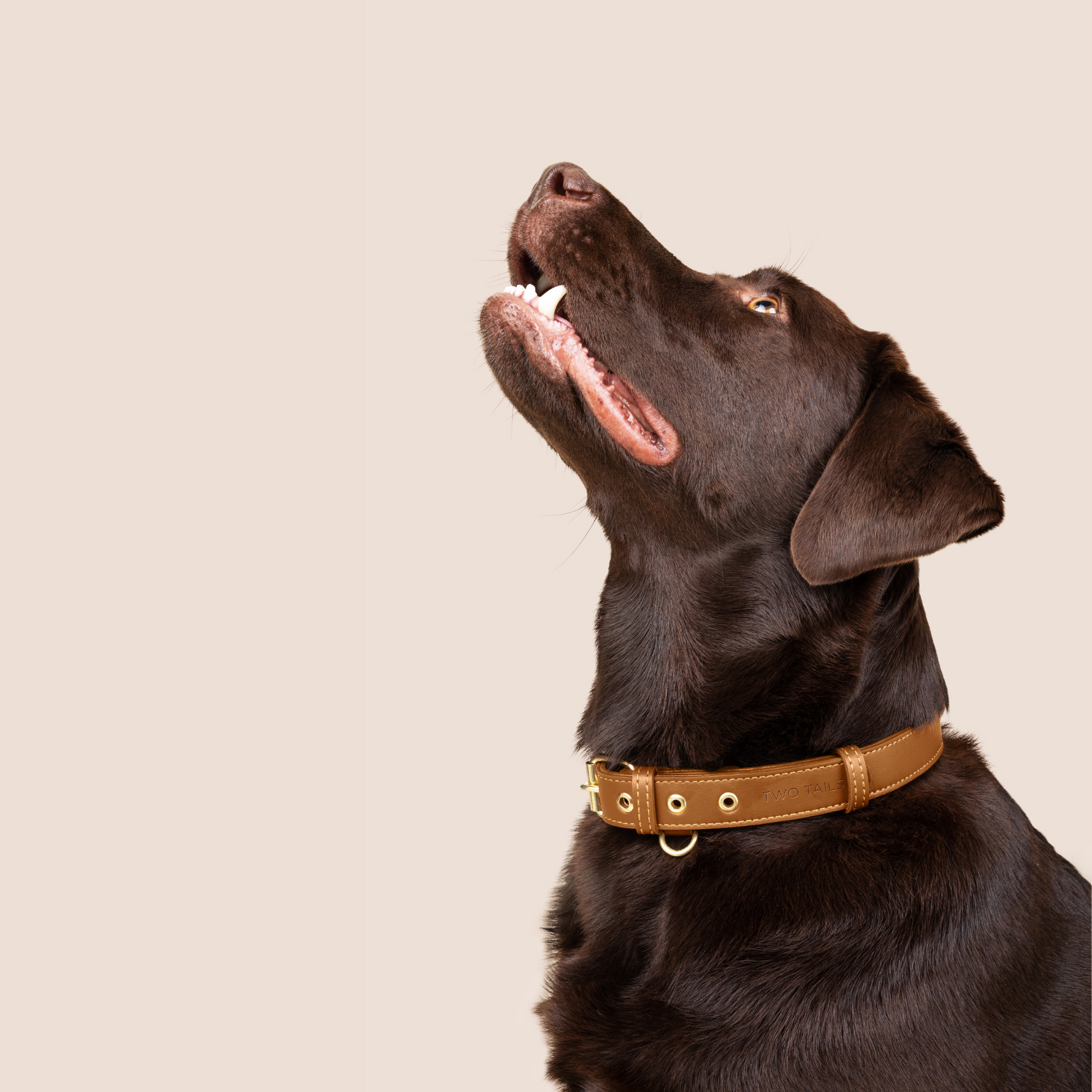 Cactus Leather Collar & ID Tag Bundle