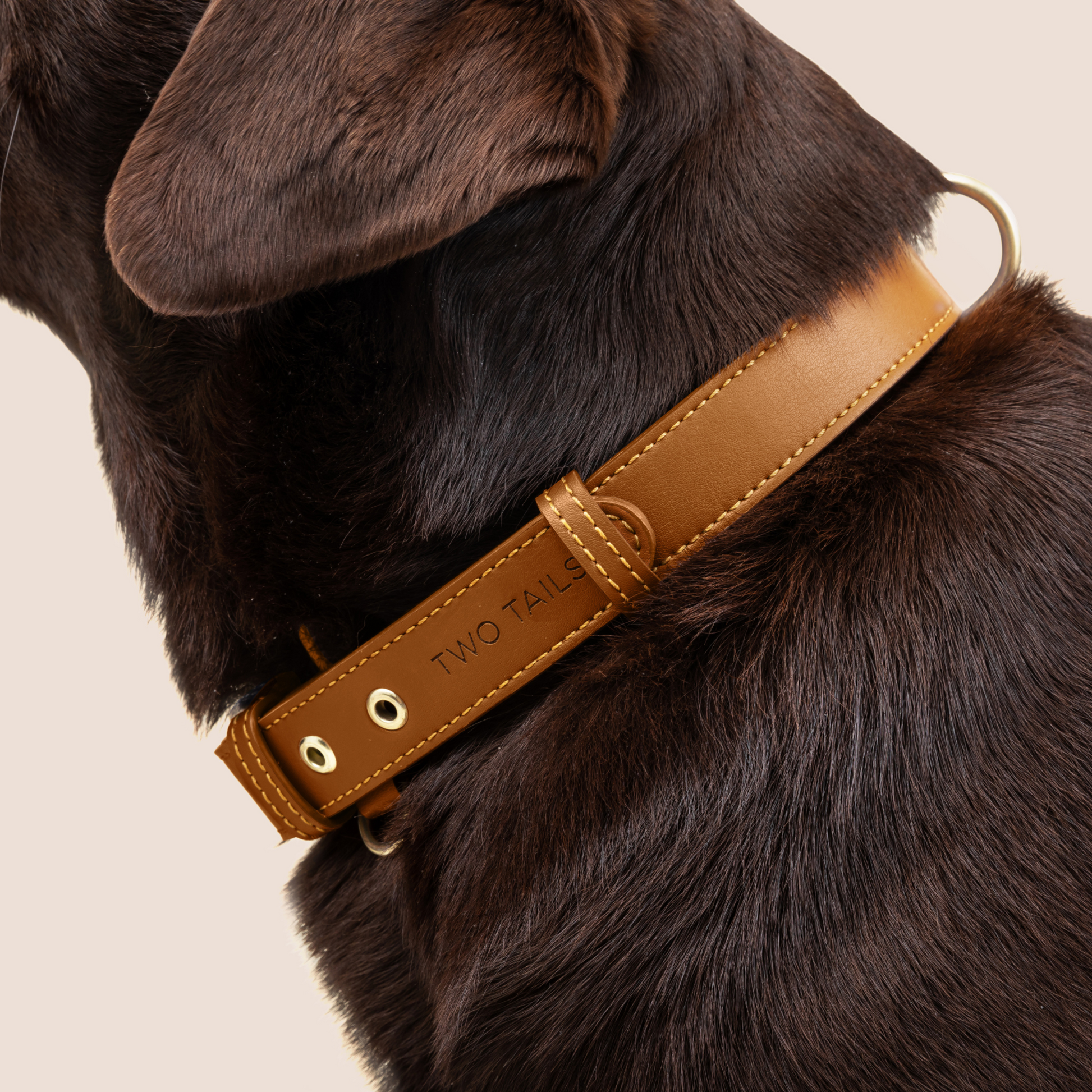 Cactus Leather Collar & ID Tag Bundle