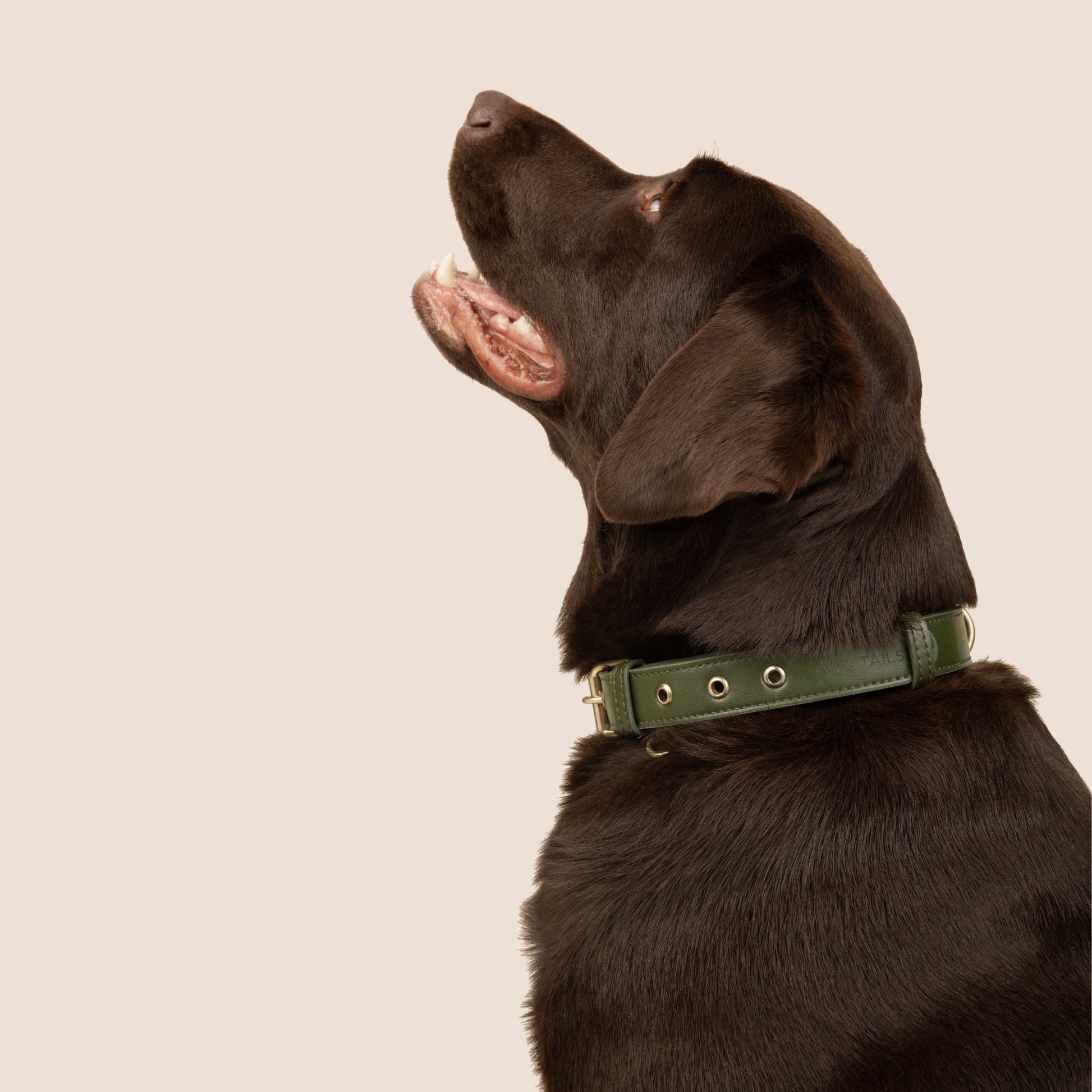 Cactus Leather Collar - Green