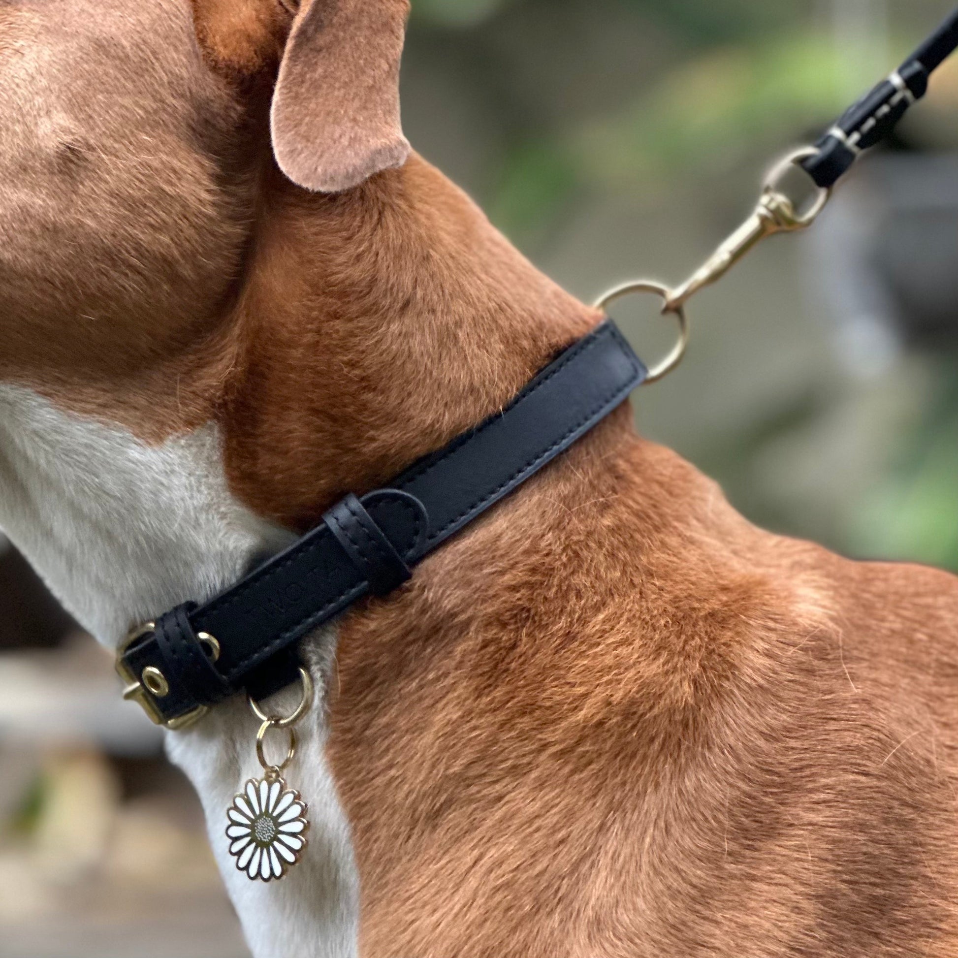 Cactus Leather Collar - Caramel